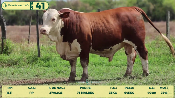 Lote LOTE 41