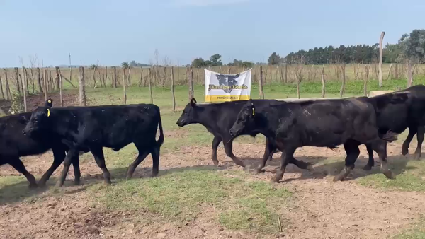 Lote 62 Terneros/as
