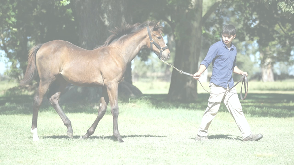Lote CITY SISTER (SANTIN -  CIRCOSTANZA)