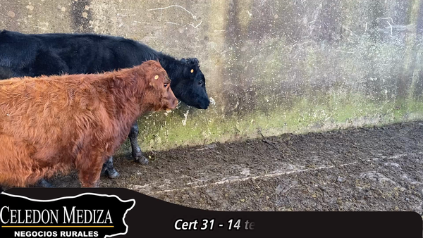 Lote 14 Terneros en Canelones, Canelones