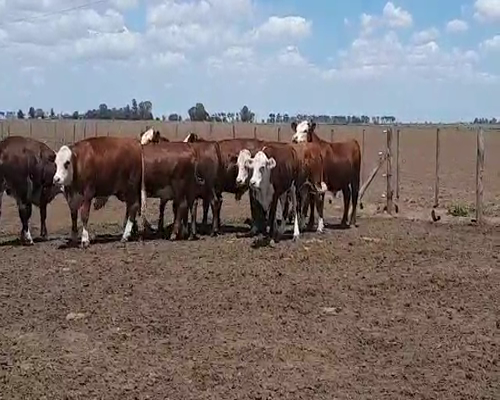 Lote (Vendido)11 Novillos, Córdoba