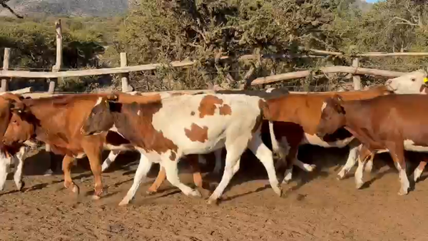 Lote 27 Vaquilla Engorda en La Ligua, V  Región Valparaíso