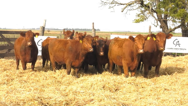 Lote Vaquillonas PC Coloradas Sin servicio