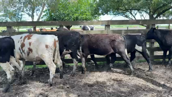 Lote NOVILLOS 1 a 2 AÑOS