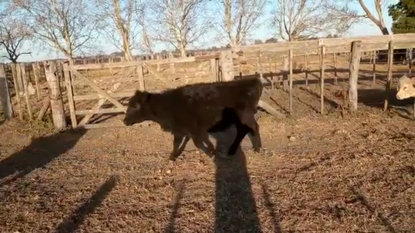 Lote 30 Terneros/as en Gral. Belgrano, Buenos Aires