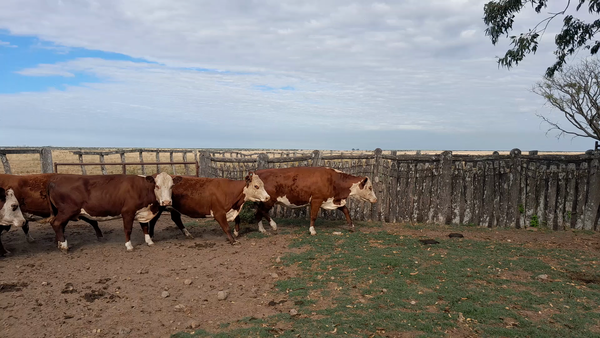 Lote 15 Vacas usadas preñadas en Corrientes, Curuzú-Cuatiá