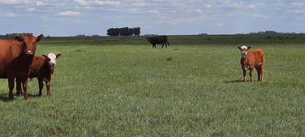 Lote 70 Terneros en Laprida, Buenos Aires