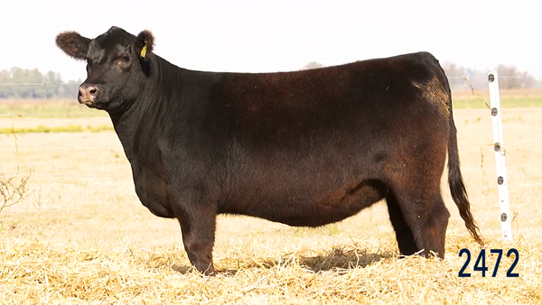 Lote Vaquillona