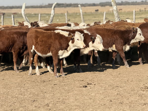 Lote 80 Terneros/as en Corrientes, Mercedes