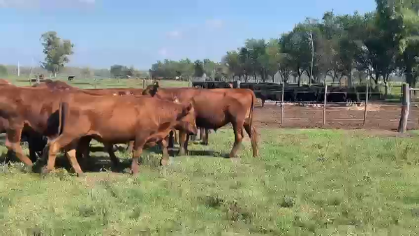 Lote 80 Novillitos en Catrilo, La Pampa