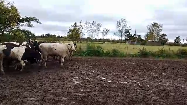 Lote 45 Novillos, San José