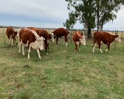 Lote VACAS ENTORADAS