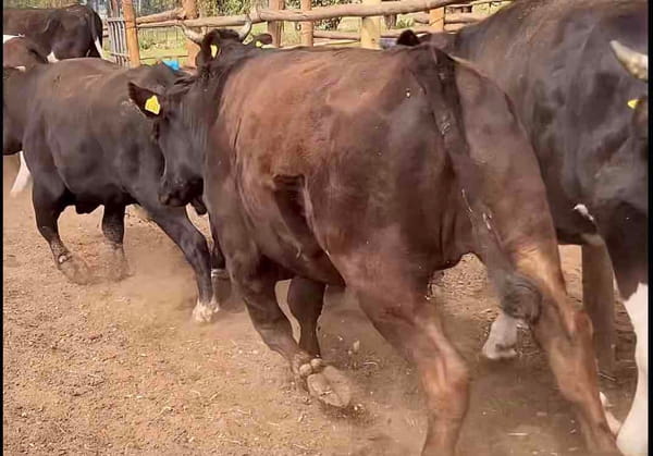 Lote 45 Novillo Gordo en Melipilla, Región Metropolitana