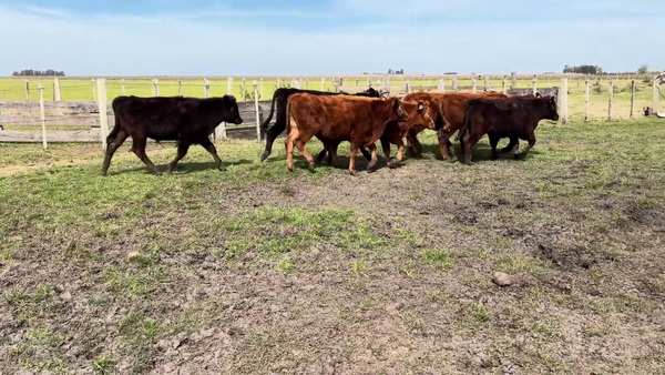Lote NOVILLOS 1 A 2 AÑOS