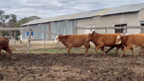 Lote 70 Terneros/as en Corrientes, Curuzu Cuatia