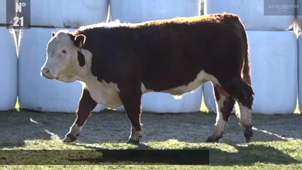 Lote 1 Toro en Coyhaique, XI Región Aysén