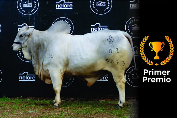 Lote Nelore a Bozal Expo Internacional 2022 RP 5073  - Lote 11