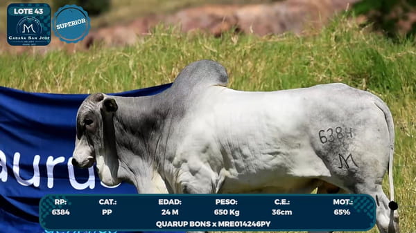 Lote LOTE 43
