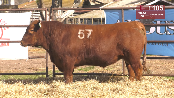 57(*) 3094 — TOROS ANGUS COLORADOS  PC