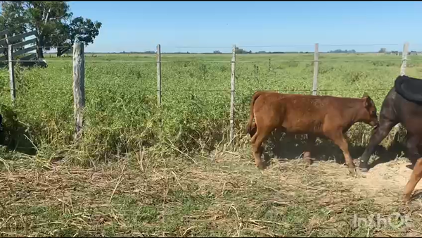 Lote 63 Terneros en Brandsen, Buenos Aires