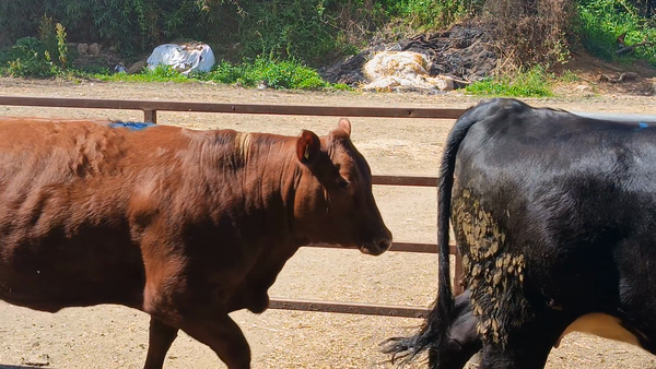 Lote 16 Vaquilla Gorda en Futrono, XIV Región Los Ríos