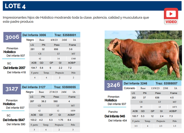 Lote Lote 4