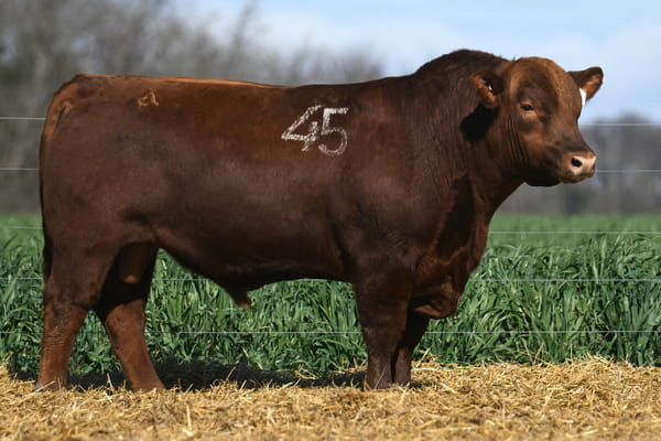 Lote TORO ANGUS PC