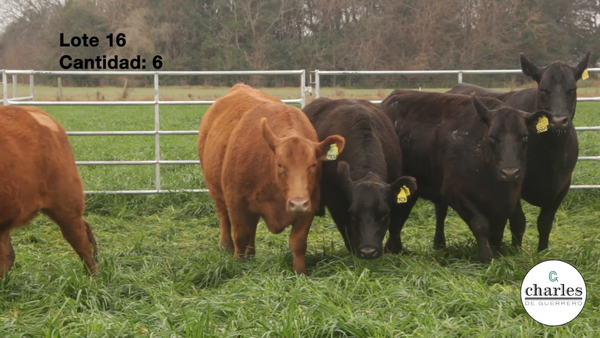 Lote VAQUILLONAS PURAS CONTROLADAS