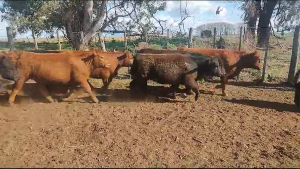 Lote 27 Vaquillonas en Coronel Suarez, Buenos Aires