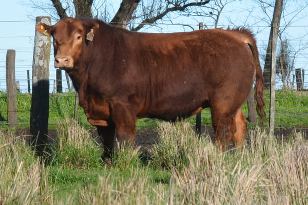 679 — Toros PC