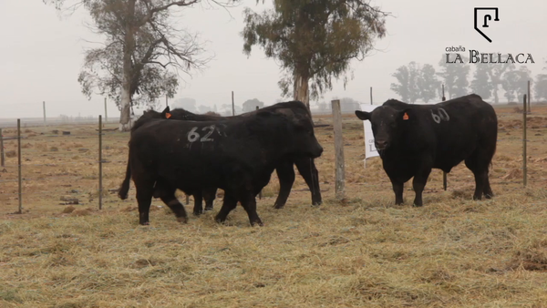 Lote TOROS PUROS CONTROLADOS
