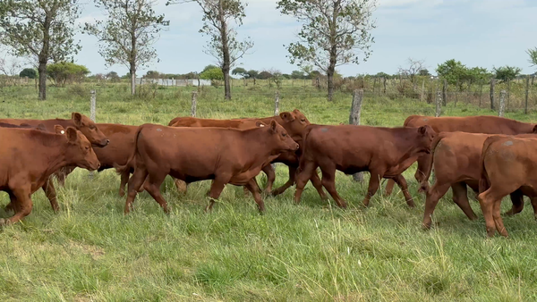 Lote 0 Terneros en Corrientes, Curuzu Cuatia