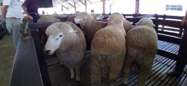 Lote 3 borregos puro de origen y 1 pedigree 2dts