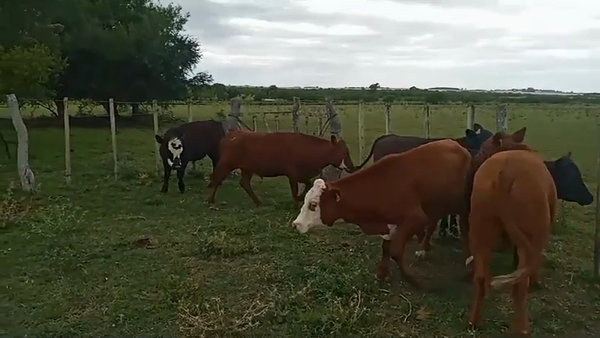 Lote (Vendido)6 Novillos 1 a 2 años CARNICERAS 270kg -  en LA CONCORDIA