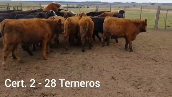 Lote TERNEROS