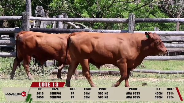 Lote LOTE 13