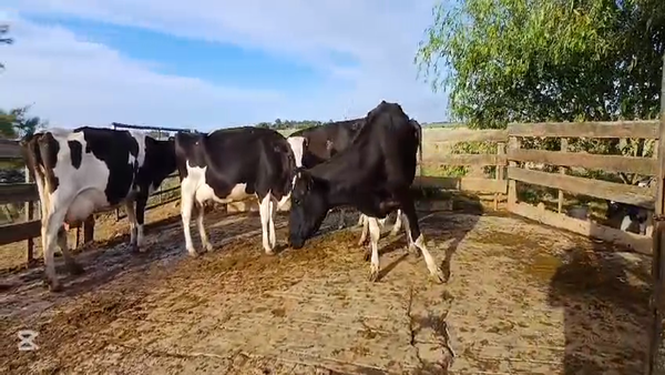 Lote VACAS INDUSTRIA