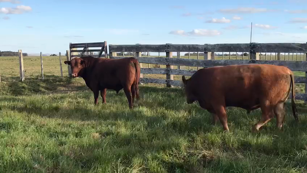 Lote Red Angus -Estancia Mariscala