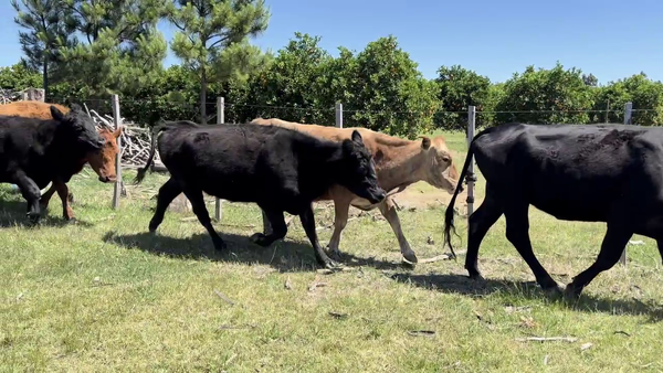 Lote VACAS DE INVERNADA
