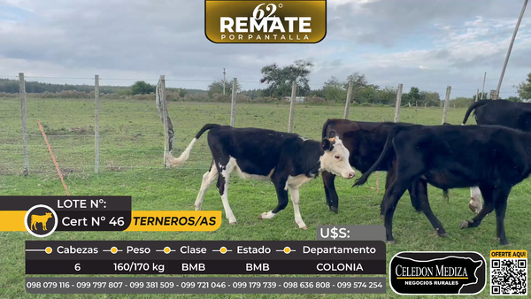 Lote 6 Terneros y Terneras  en La Horqueta, ruta 21, Colonia
