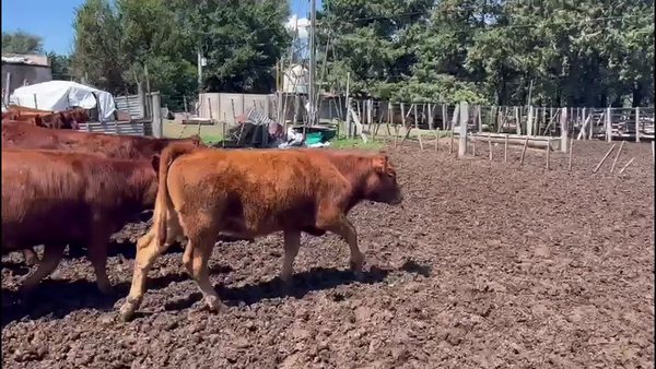 Lote 69 TERNEROS/AS (34 H - 35 M)