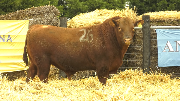 26 - 4250C — TOROS ANGUS PURO CONTROLADO