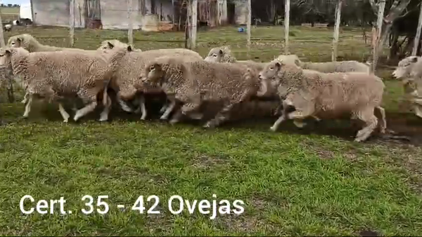 Lote OVEJAS
