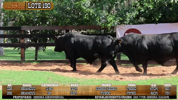 Lote LOTE 150