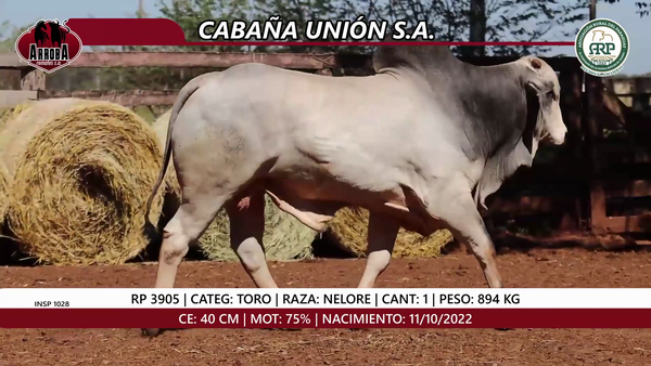 Lote TORO