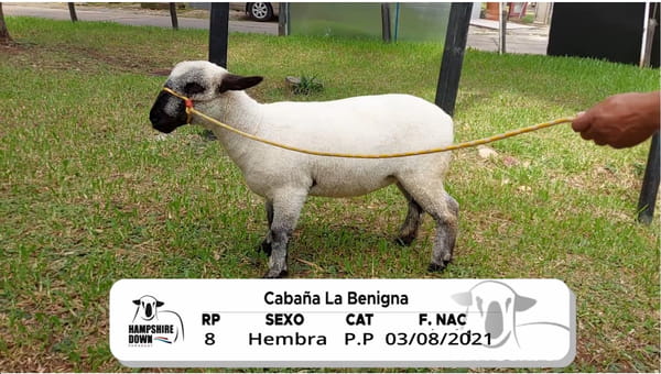 Lote LOTE 14 BOZAL - RP 8