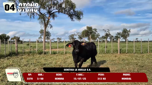 Lote LOTE 4 -DE JUNIOR