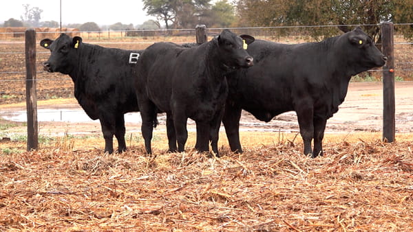 Lote VAQUILLONAS BRANGUS PREÑADAS Y CON SERVICIO de El Porvenir