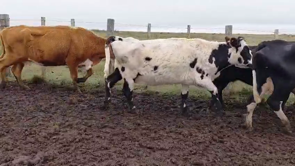 Lote VACAS INVERNAR