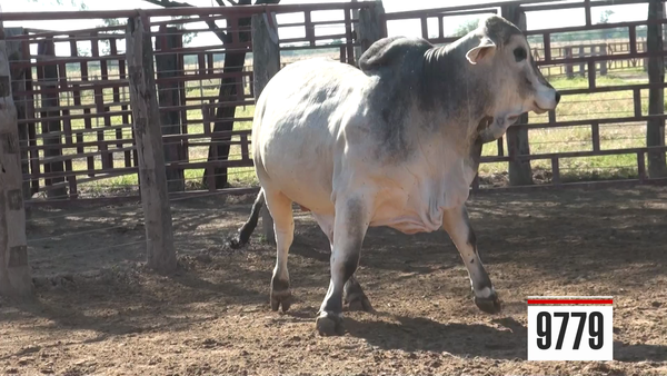 Lote Brahman